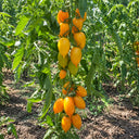 16 MärchenZauber Fairytale Magic Tomato, 5 Seeds