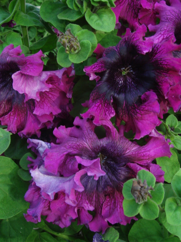 Petunia Seeds, 'Superbissima Nana Wine Red'