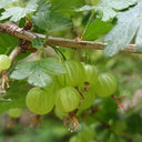 Green Gooseberry, 10 Seeds