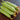 Cream No.3 Mini Cucumber Seeds, 10 Seeds