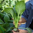 Little Shanghai F1 Bok Choy Seeds, 5g