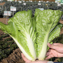 White-Stemmed Bok Choy Seeds, 10g