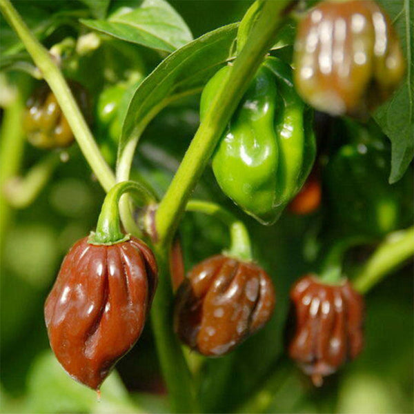 Chocolate Habanero, 5 Seeds