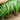 Shandong Red-Root Leek Seeds, 30g