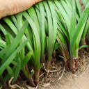 Shandong Red-Root Leek Seeds, 30g