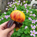 38 Chupa Chups Tomato, 5 Seeds