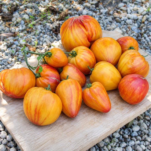 71 Orange Russian 117 Tomato, 5 Seeds