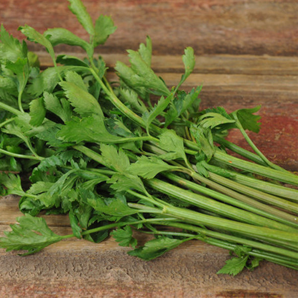 Italian Giant Parsley, 100 Seeds