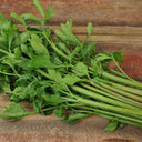 Italian Giant Parsley, 100 Seeds
