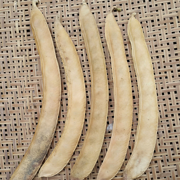 Jack Bean, 50 Seeds