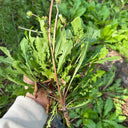 Dandelion (Taraxacum officinale) Seeds, 6g