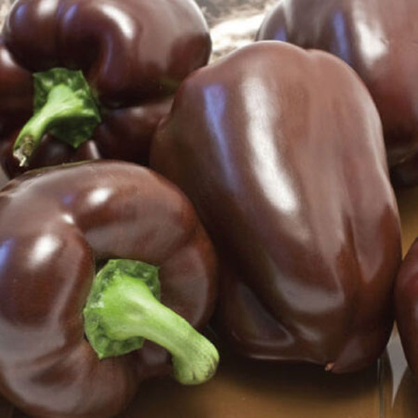 Coffee Fruit Sweet Pepper, 50 Seeds