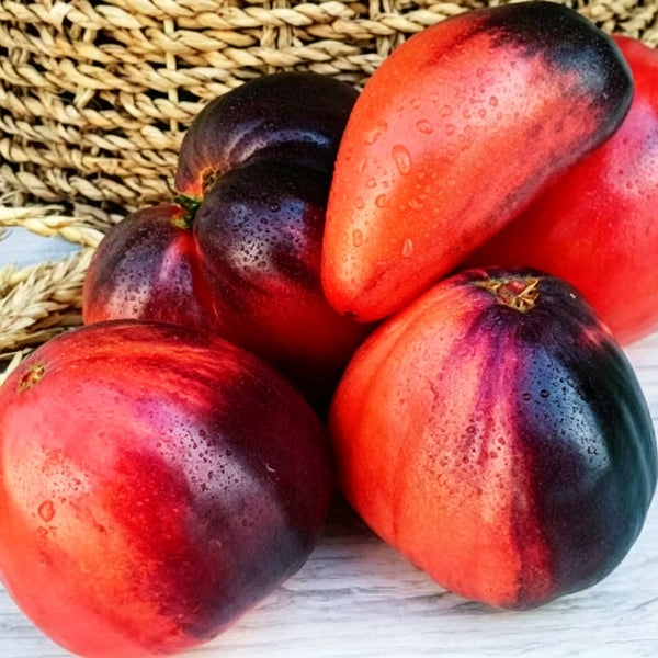 955 Sergeant Pepper's x Pascal Tomato, 5 Seeds