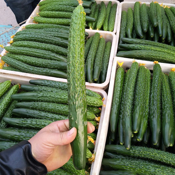 ‘Green Dragon F1 · 188’ Cucumber Seeds, 20g