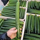 ‘Green Dragon F1 · 188’ Cucumber Seeds, 20g