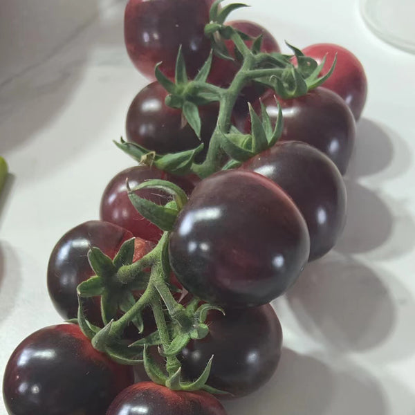 'Fairy Tale Sparkle' Tomato Seeds, 5 Seeds