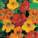Aurora Nasturtium Mix Seeds, 50 Seeds