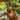 798 Orange Red Cherokee Tomato, 5 Seeds