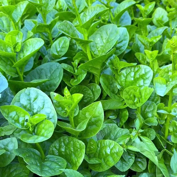 Large-Leaf Malabar Spinach Seeds, 10g