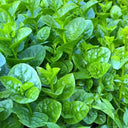 Large-Leaf Malabar Spinach Seeds, 10g