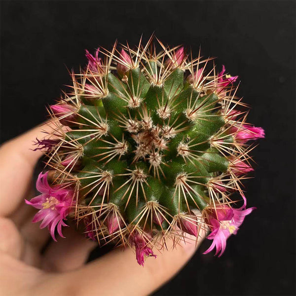 Mammillaria spinosissima, 4-5cm