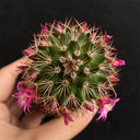 Mammillaria spinosissima, 4-5cm