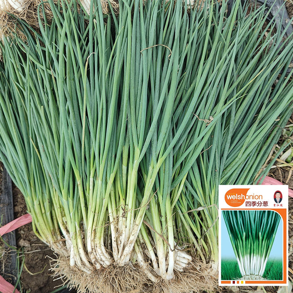 Four-Season Scallion Seeds, 10g