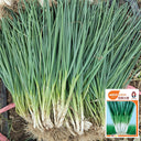 Four-Season Scallion Seeds, 10g