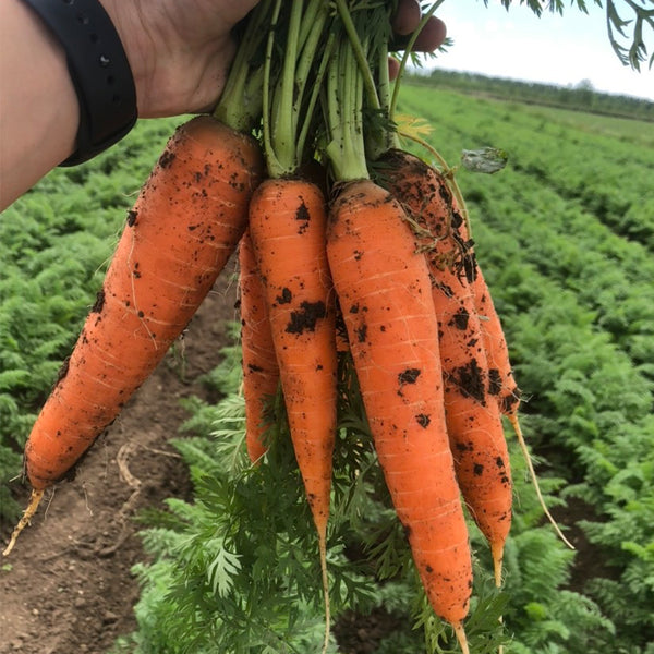 'Xiumei Hongbacun' Carrot Seeds, 5g