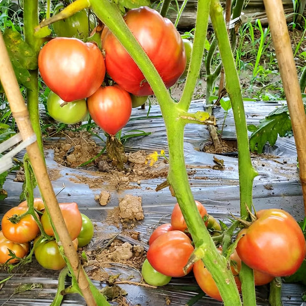 599 Cuore del Drago Tomato, 5 Seeds