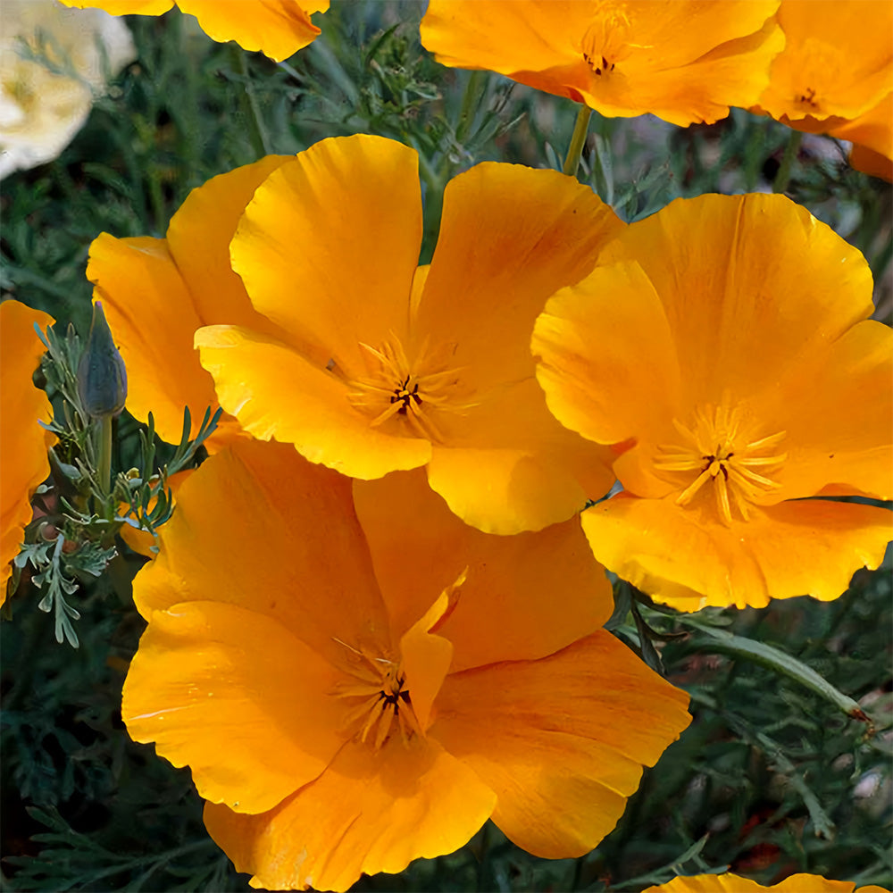 Eschscholzia californica Seeds