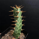 Euphorbia virosa, 7-8cm