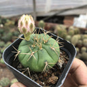 Gymnocalycium eurypleurum, 3-4cm