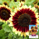 'Sunset Glow' Ornamental Sunflower Seeds, 2g
