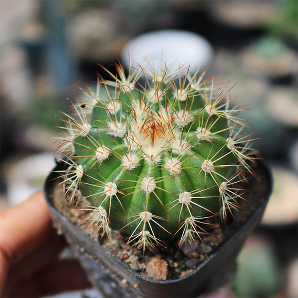 Melocactus broadwayi, 3-4cm