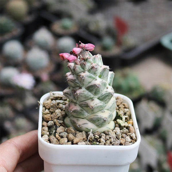 Monadenium ritchiei var. nyambense 'Variegata', 4-5cm