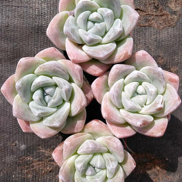 Echeveria Lauii, 3pcs x 1-head