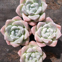 Echeveria Lauii, 3pcs x 1-head