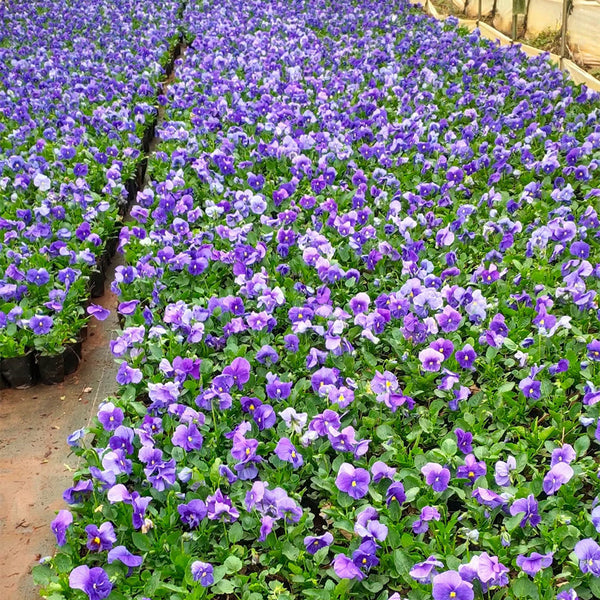 Hezhichun Pansy 'Azure Skies', 30 Seeds