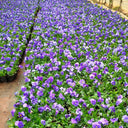 Hezhichun Pansy 'Azure Skies', 30 Seeds