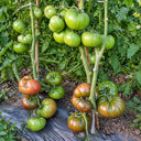 13 Mikado Black Tomato, 5 Seeds