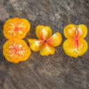 654 Wilthyme Bi-Color Tomato, 5 Seeds