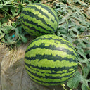 “Jinxiu Tianwang” Watermelon Seeds, 200 Seeds