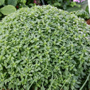 Aristotle Basil, 100 Seeds