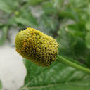 Toothache Plant Seeds, 100 Seeds