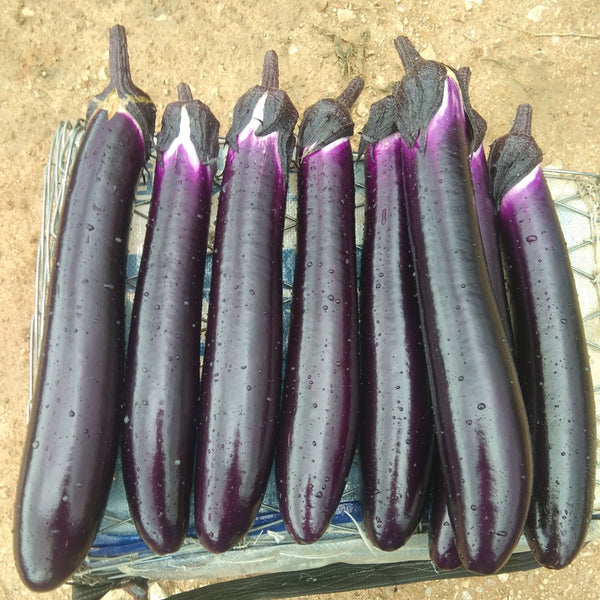 'Changza 216' Eggplant Seeds, 10g