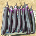 'Changza 216' Eggplant Seeds, 10g
