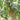 Pearl Falls Tomato, 20 Seeds