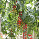 Pearl Falls Tomato, 20 Seeds
