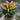 'Rialto' Calla Lily, 18/20cm Circumference, 1 Bulb